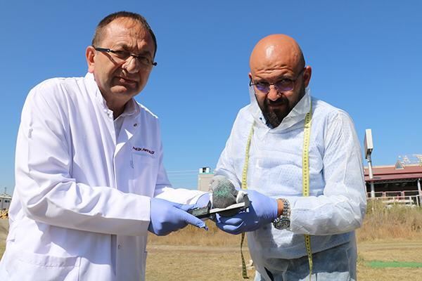 SİVAS GÜVERCİNİNİ KAPTIRMAYACAĞIZ