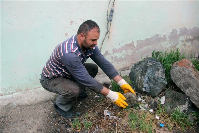 KİRPİ KURTARMA OPERASYONU