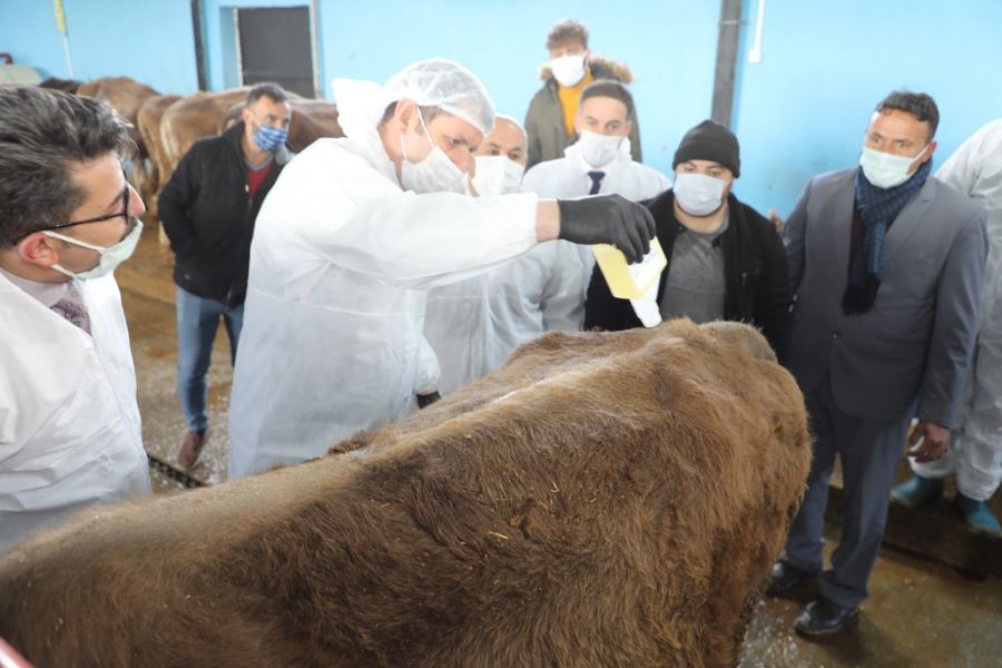 HAYVANLARIN AŞILANMASI ZORUNLU