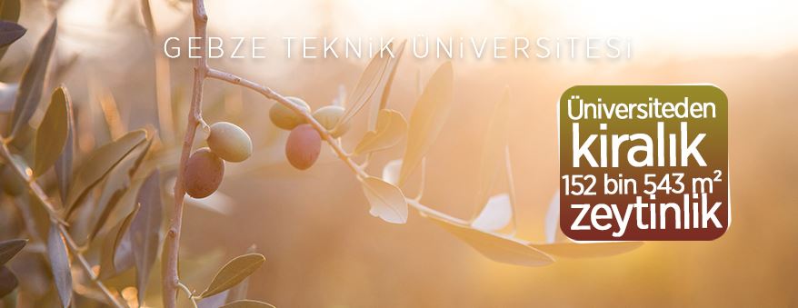 Gebze Teknik Üniversitesi'ne ait 152543 m² zeytinlik kiraya verilecek