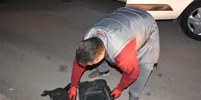 YARALI KEDİ BARINAĞA GÖTÜRÜLDÜ