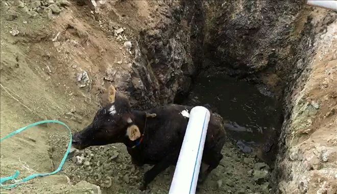 FOSEPTİĞE DÜŞEN İNEK İÇİN SEFERBER OLDULAR