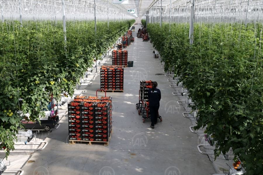 DOMATESLER ALMANYA'YA İHRAÇ EDİLMEYE BAŞLANDI