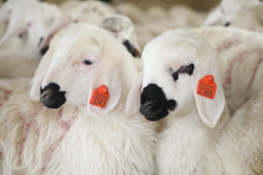 MUHTEŞEM BULUŞMA (VİDEO)