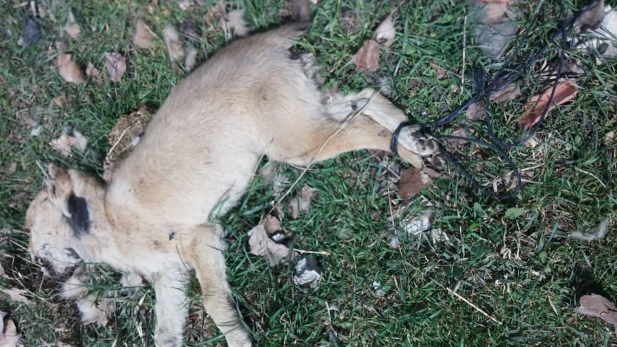 SOKAK KÖPEĞİNE VAHŞET