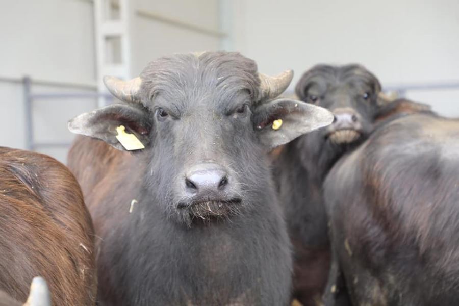 MANDA SAYISINI ARTIRACAĞIZ (VİDEO)