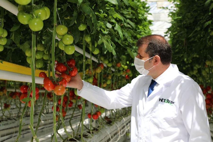 Sivas'tan Dünyaya Domates İhraç Ediliyor