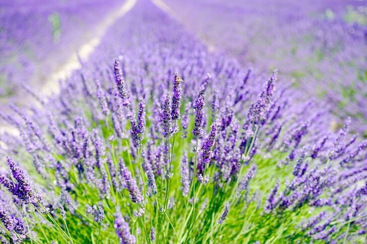 Sivas'ta 125 bin lavanta fidesi toprakla buluşturulacak