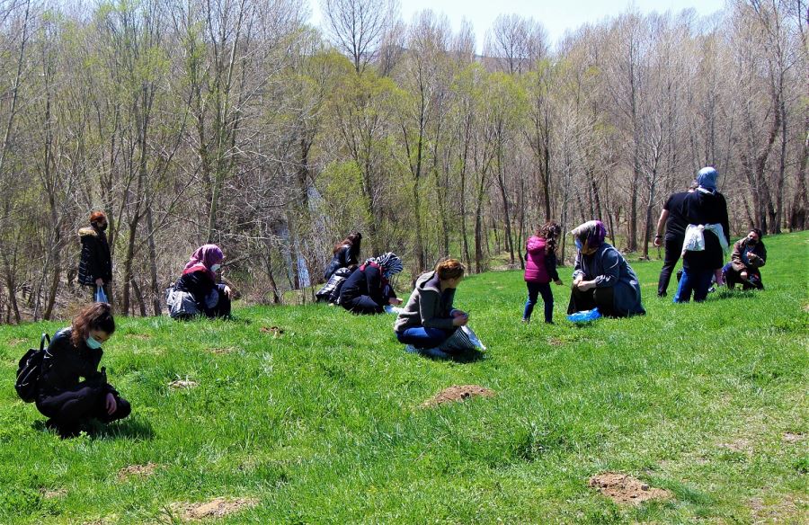 KIZILDAĞ ETEKLERİNDE MADIMAK TOPLADILAR (VİDEO)