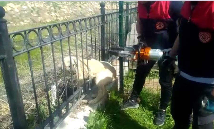 SIKIŞAN KÖPEĞİ İTFAİYE KURTARDI (VİDEO)