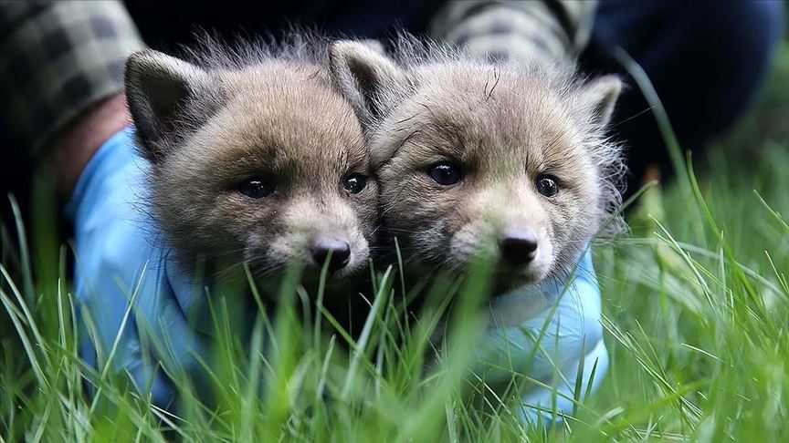 ÖKSÜZ KURTLAR KORUMA ALTINDA