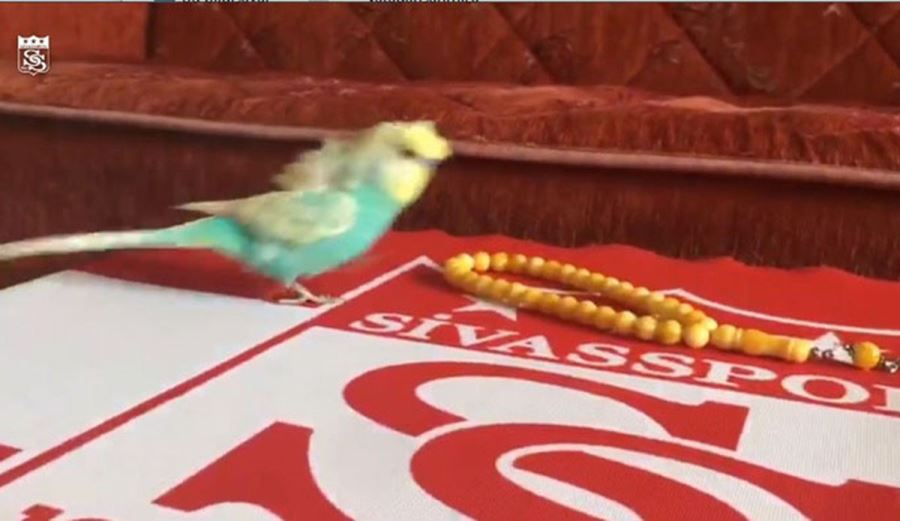 FANATİK MUHABBET KUŞU 'BULUT' (VİDEO)