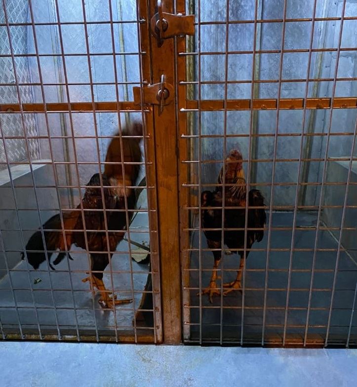 HOROZ DÖVÜŞTÜRENLERE 56 BİN 822 LİRA CEZA