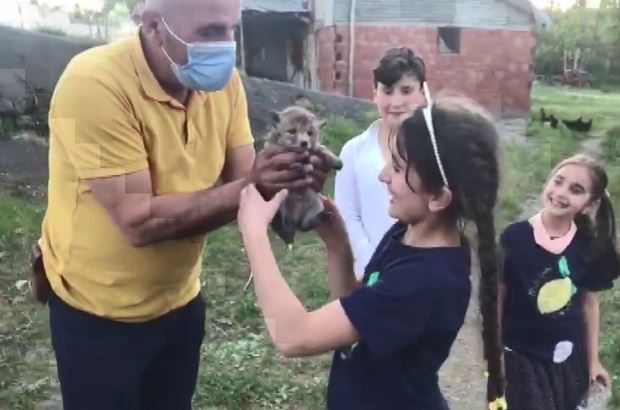 YAVRU TİLKİLER KURTARILDI (VİDEO)