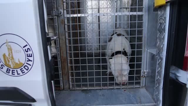 KISITLAMADA "PİTBULL" GEZDİRİRKEN YAKALANDI