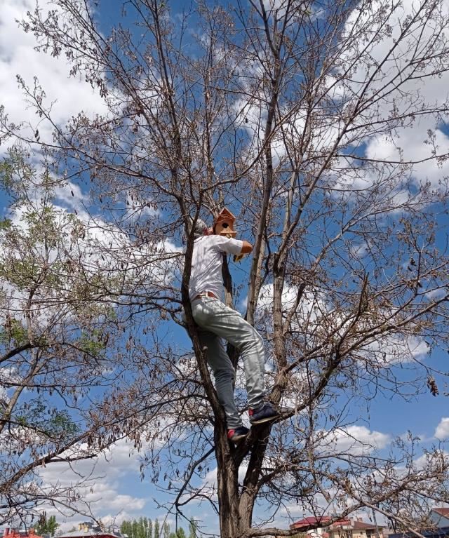 KUŞ YUVALARI AĞAÇLARA ASILDI