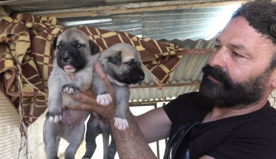 KANGAL YAVRULARINA ÖZENLE BAKILIYOR (VİDEO)