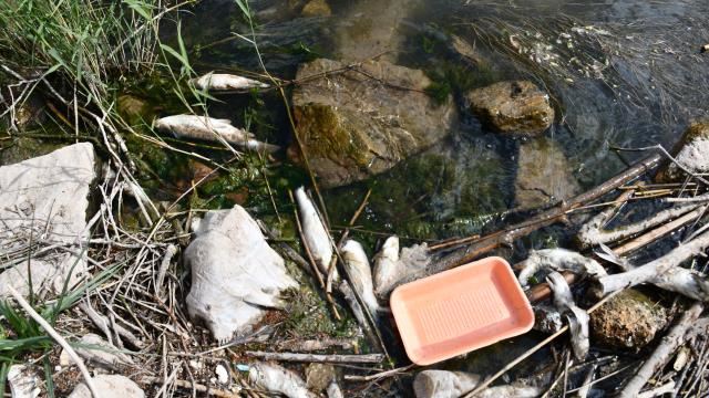 KIZILIRMAK'TA BALIK ÖLÜMLERİ