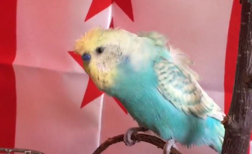 MİLLİ TAKIMA BÜYÜK DESTEK (VİDEO)