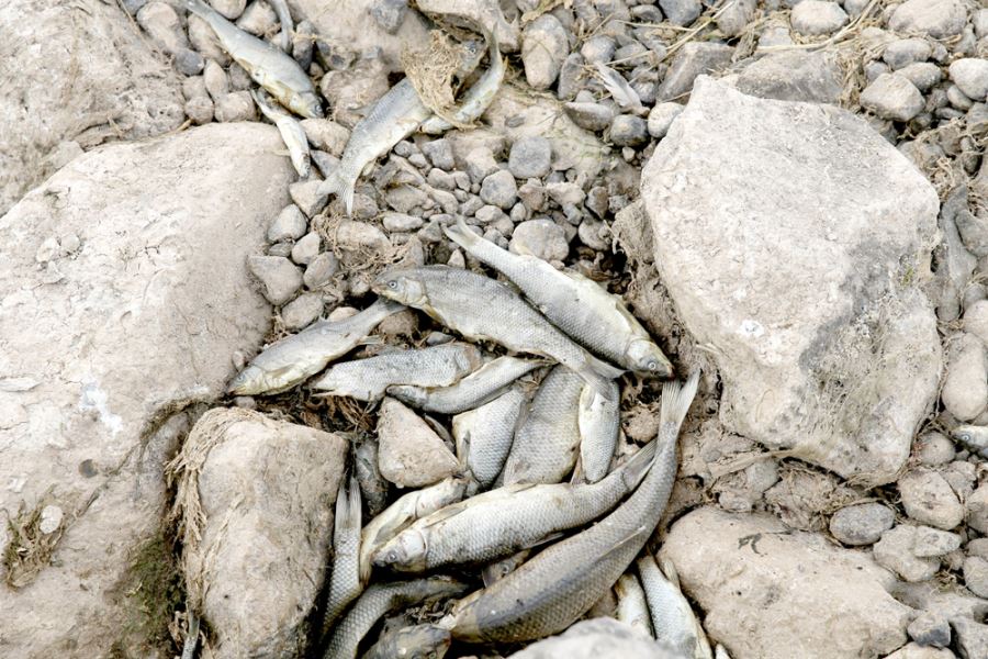 Kızılırmak'ta balık ölümlerinin nedeni araştırılıyor