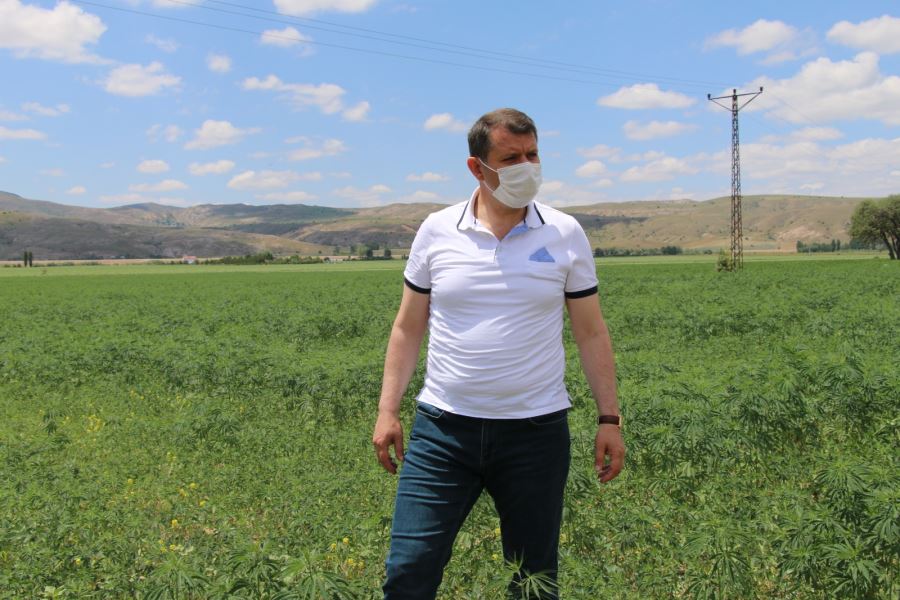 SİVAS KENEVİRDE SÖZ SAHİBİ OLACAK