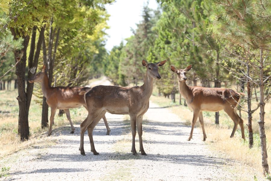 TORKU ORMANLARI NEFES OLUYOR
