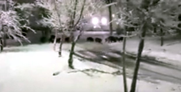 CÜ´DE DOMUZ KORKUSU