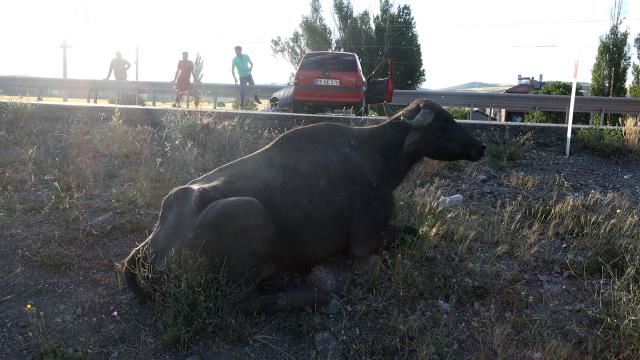 OTOMOBİL MANDAYA ÇARPTI: 3 YARALI