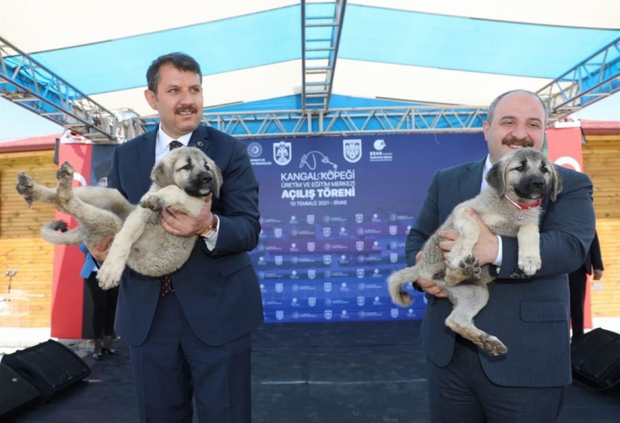 KANGAL KÖPEĞİ BİR DÜNYA MARKASI (VİDEO)