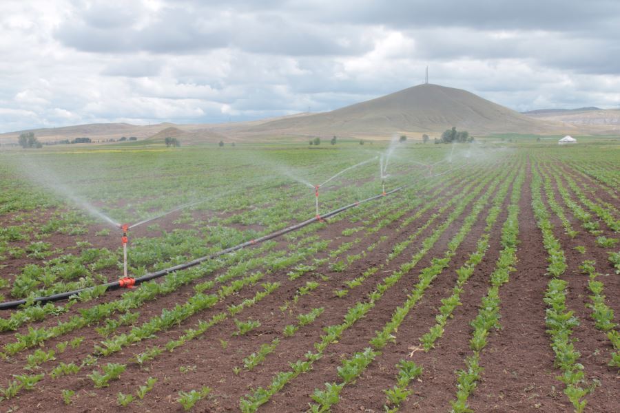 17 BİN DEKAR ARAZİ SUYA KAVUŞACAK