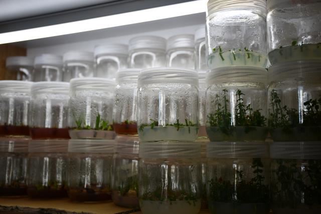 ÇİFTÇİYE KAZANÇ KAPISI OLACAK