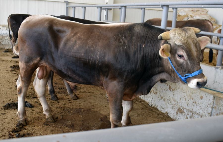 118 ADET KURBAN KESİLDİ (VİDEO)