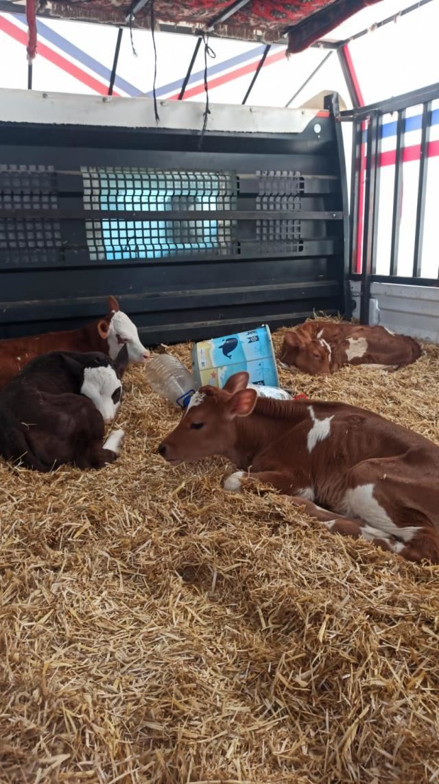 MALATYA'DA ÇALDILAR, SİVAS'TA YAKALANDILAR