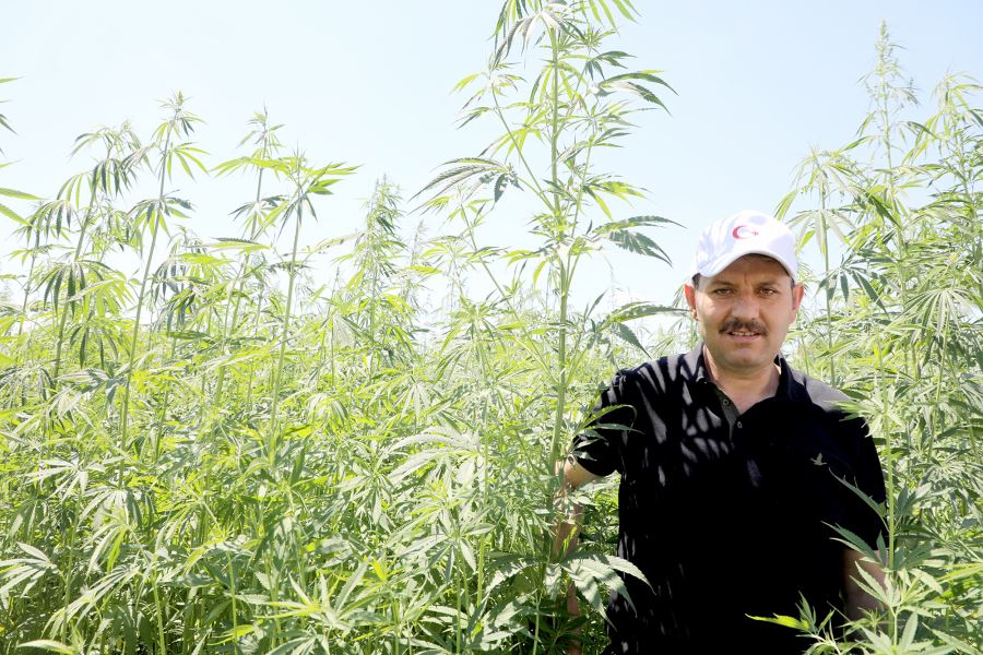 KENEVİR İŞLEME TESİSİ KURULACAK