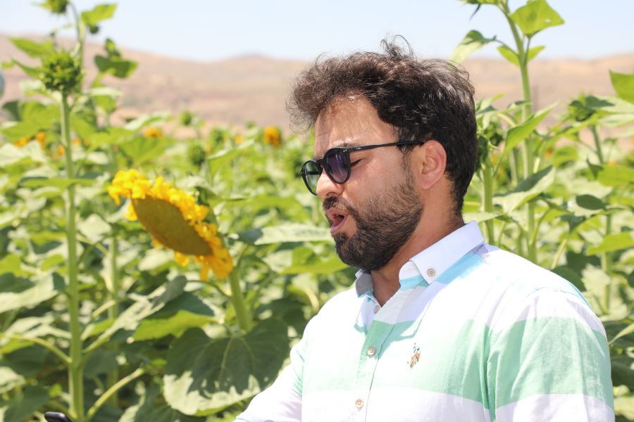 AYÇİÇEĞİ TARLASINDA ARYA (VİDEO)