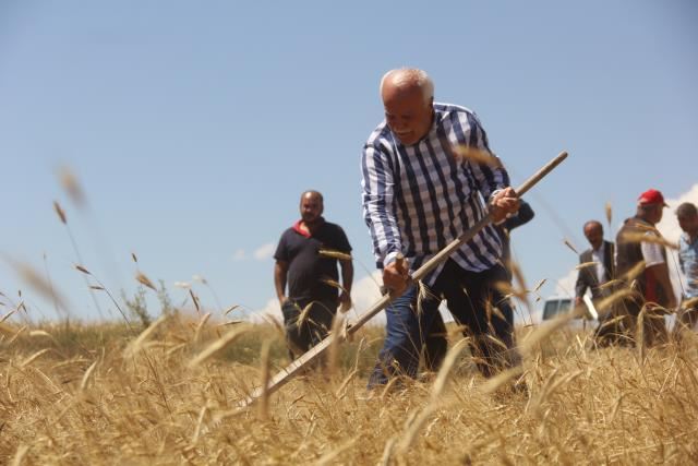 HABEŞ BUĞDAYININ HASADI YAPILDI