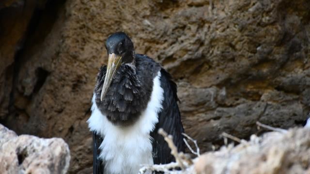 KARA LEYLEKLER GÖRÜNTÜLENDİ