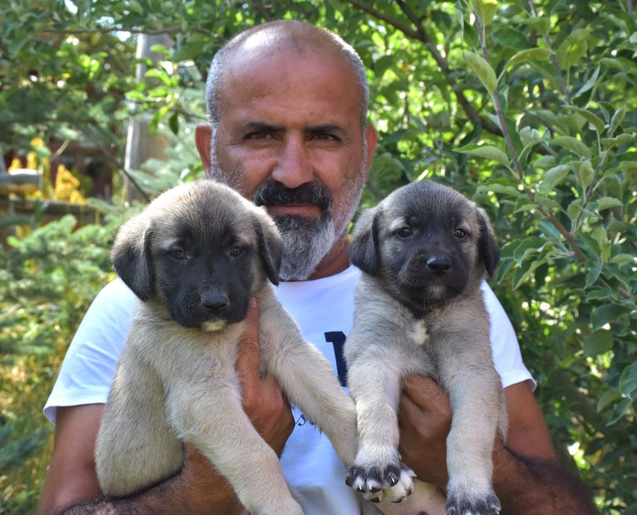 KANGAL KÖPEKLERİ İÇGÜDÜSEL HAREKET EDİYOR