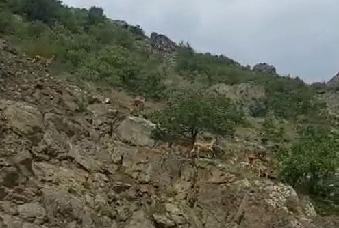 DAĞ KEÇİLERİ GÖRÜNTÜLENDİ