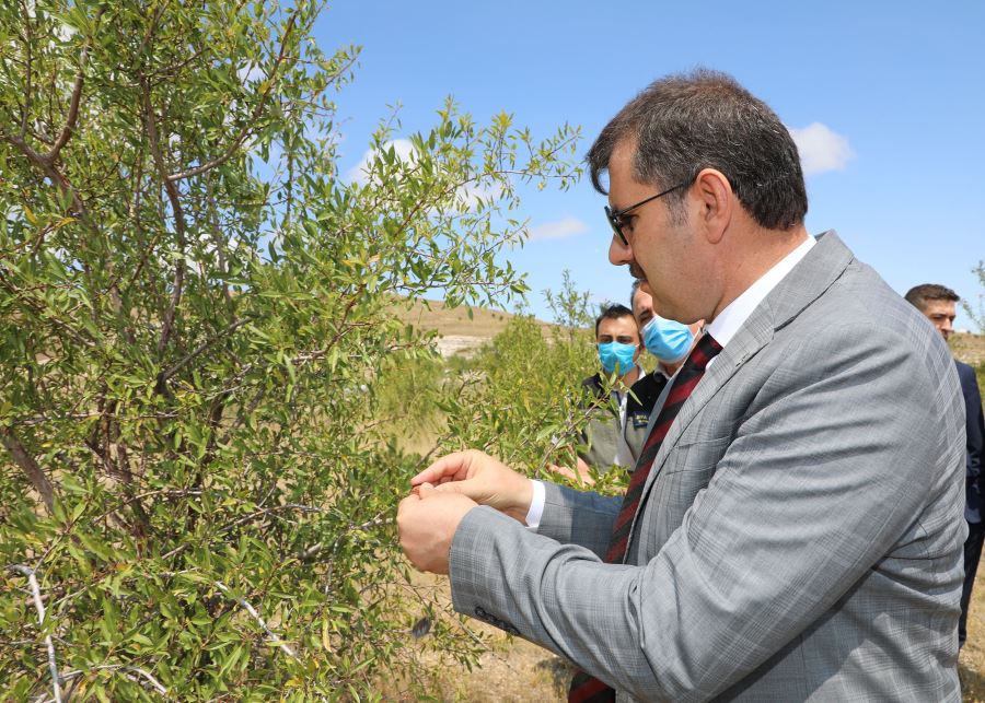 İKLİME UYGUN FİDANLAR DİKİLİYOR (VİDEO)