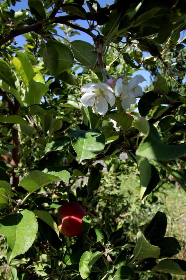 ELMA AĞACI YENİDEN ÇİÇEK AÇTI