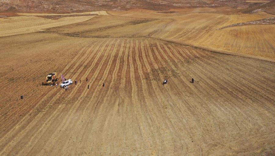 İLK KEZ EKİLEN NOHUT HASAT EDİLDİ