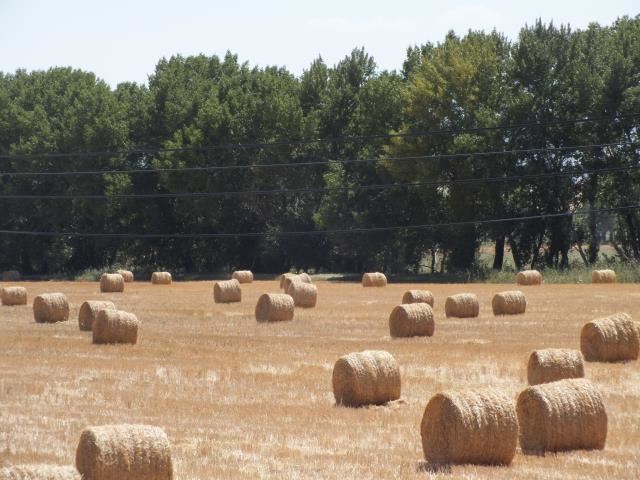 TİGEM'DE BALYALAMA ÇALIŞMASI BAŞLADI