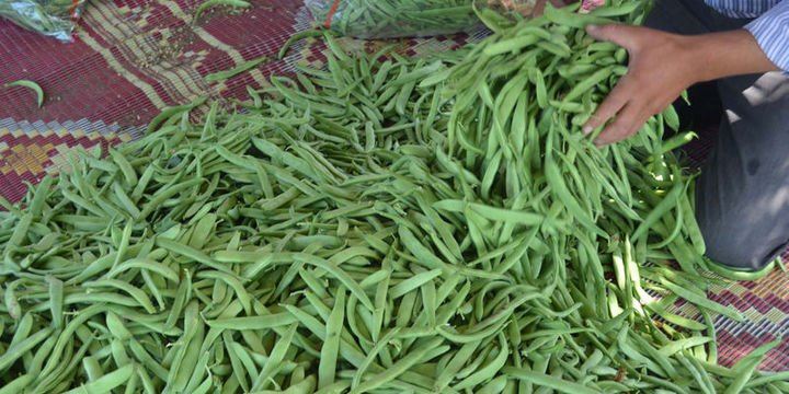 ZAM ŞAMPİYONU FASULYE