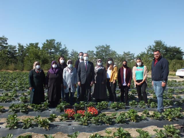 FİDELER ÇİLEK VERMEYE BAŞLADI