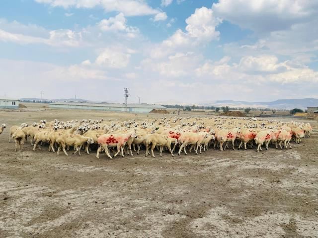 KOÇ KATIMI ETKİNLİĞİ DÜZENLENDİ