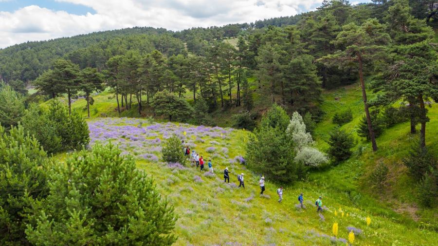 ORMANLAR HAYRANLIK UYANDIRIYOR