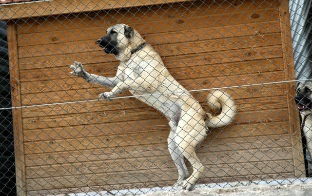 GENETİĞİ ÇİPLE KORUNUYOR