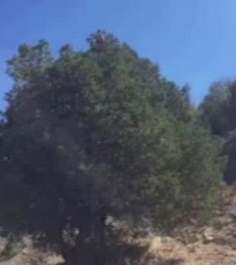 VAŞAK AĞACA TIRMANDI (VİDEO)