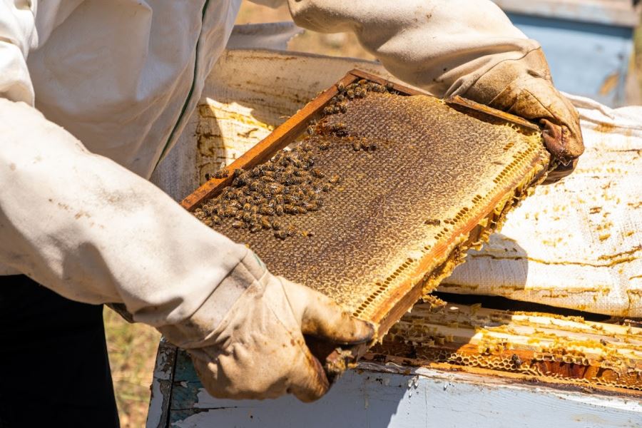 EN TATLI DESTEK BAL OLDU (VİDEO)